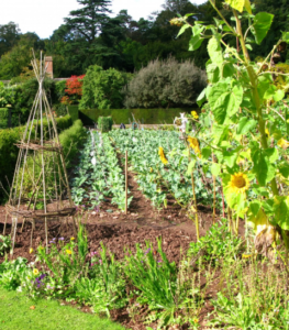 vegetable garden-a
